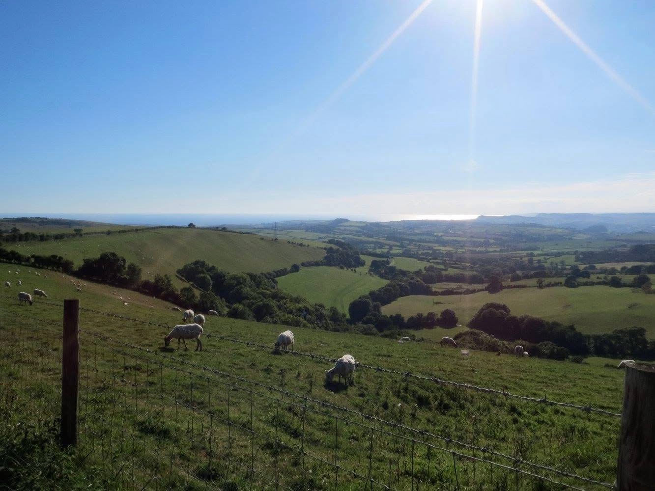 Green hilly fields with sheep and trees.