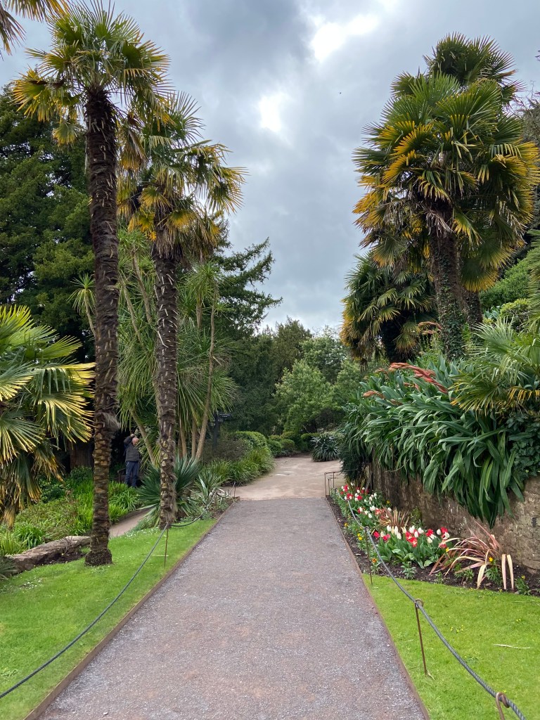 Path leading through palm trees and lawns.